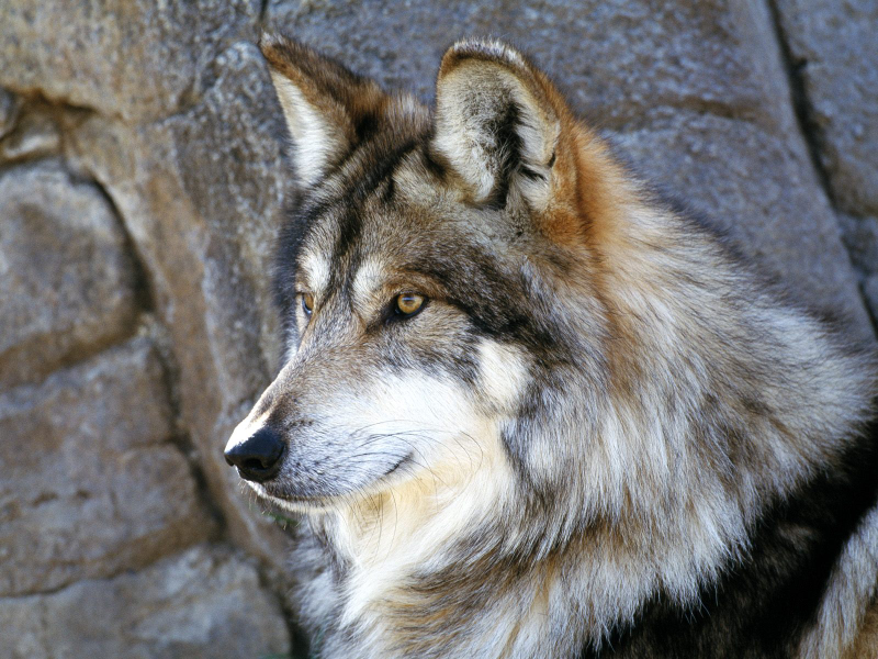 Illustration for article titled Wednesday Woof - Canis lupus baileyi Edition